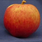 Siberian Russet (aka Cornish Aromatic)