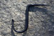 Hand Forged Drive Hook