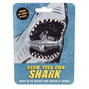 Grow your own shark image