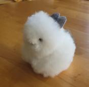 Bunny image