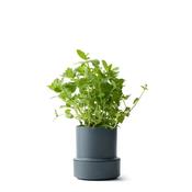 Crushgrind | Billund Self-Watering Pot Blueberry