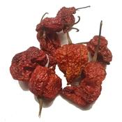 Oranessence | Scorpion Trinidad Moruga Explosive