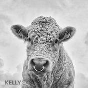 Moo ~ Dominique Beyens image