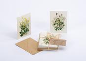 12 PACK OF MINI GREETING CARDS - WILDFLOWERS COLLECTION image