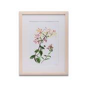 HONEYSUCKLE  PRINT 30 x 40 cm image