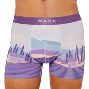 Lavande Boxer image