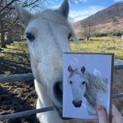 Mother Karols Greeting Card-Grey Horse image