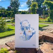 Mother Karols Shasta Daisy Card