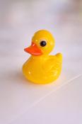 Little White Chocolate Duck