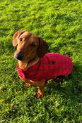 Lee Valley Flannel Dog Coat- Red Tartan Royal Stewart (LV27) image