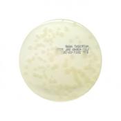 Nutrient Agar, 90mm Plate, 10 Pcs. image