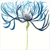 Centaurea Montana II image