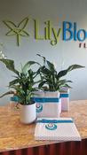 Peace lily Spathiphlum &amp; The Ultimate Collection Lily O Briens - Everyday Blooms - Lily Bloom florist Ltd image