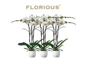 Phanelopsis Glorious Florious - Plants / Living life Greener - Lily Bloom florist Ltd image