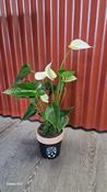 Anthurium plant Pineapple Pot - Plants / Living life Greener - Lily Bloom florist Ltd image