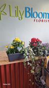 Bloom Anywhere Bloom Box - Plants / Living life Greener - Lily Bloom florist Ltd image