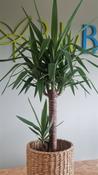 Yucca plant &amp; Seagrass basket - Plants / Living life Greener - Lily Bloom florist Ltd image