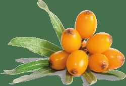 BioActive Omega 7 Supplement - 60 Capsules - Sea Buckthorn Oil, Omega 3, 6, 7, 9, Vitamin A, Pharma Nord