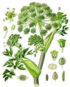 Herbal Spring Detox