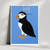 Puffin by Rachel Rothwell