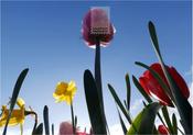 Spring Flowers by Gina Pereira