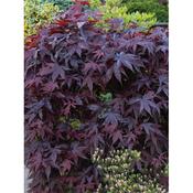 Acer 'Bloodgood' 