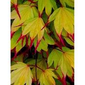 Acer pal. 'Tsumagaki' 