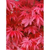 Acer 'Skeeters Broom' image
