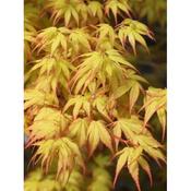 Acer pal. 'Katsura'  image