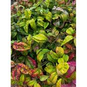 Nandina domestica 'Firepower' image