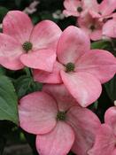 Cornus 'Heart Throb'