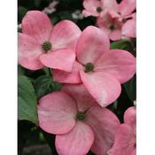 Cornus 'Heart Throb' image
