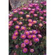 Erigeron 'Sea Breeze' image