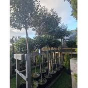 Elaeagnus ebbingei standard