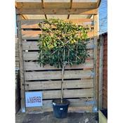 Prunus 'Novita' Espalier