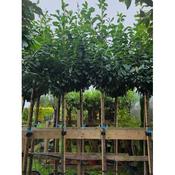 Prunus 'Novita' Standard image