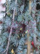 Cedrus atlantica 'Glauca Pendula'