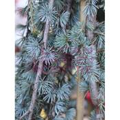 Cedrus atlantica 'Glauca Pendula'