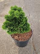 Chamaecyparis obtusa Nana Gracilis 