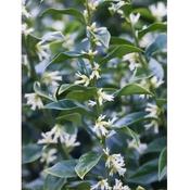 Sarcococca confusa image