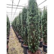 Taxus baccata Fast. Robusta image