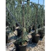 Cedrus atlantica 'Glauca'