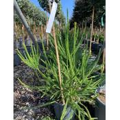Cryptomeria japonica 'Araucarioides' image
