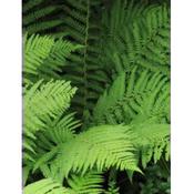Dryopteris in Variety