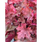 Heuchera 'Cherry Cola'