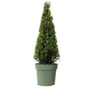 Ilex crenata pyramid image