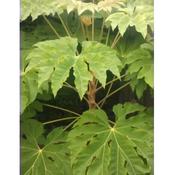Tetrapanax 'Rex'