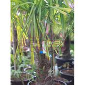 Trachycarpus fortunei  image
