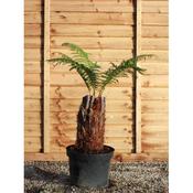Dicksonia Antartica 60cm | Tree Ferns |  image