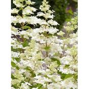 Hydrangea 'Confetti'